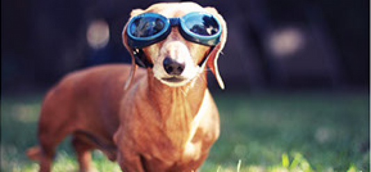 Lentes de sol para tu perro